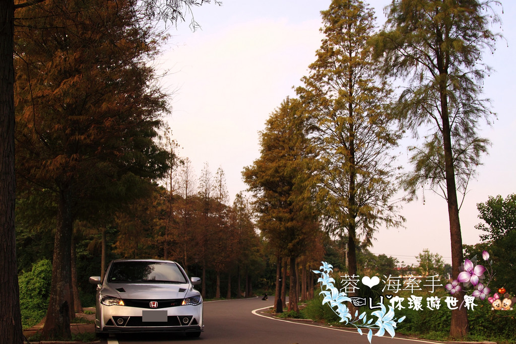 【桃園】不小心走進油畫的世界裡ღ落羽松園