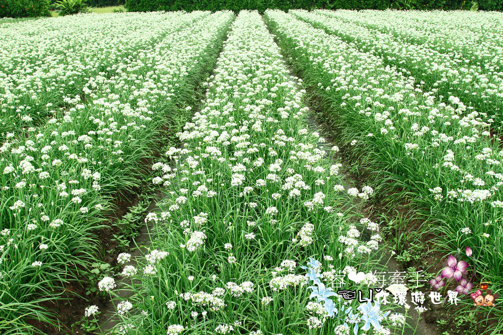 【桃園】不小心走進油畫的世界裡ღ落羽松園
