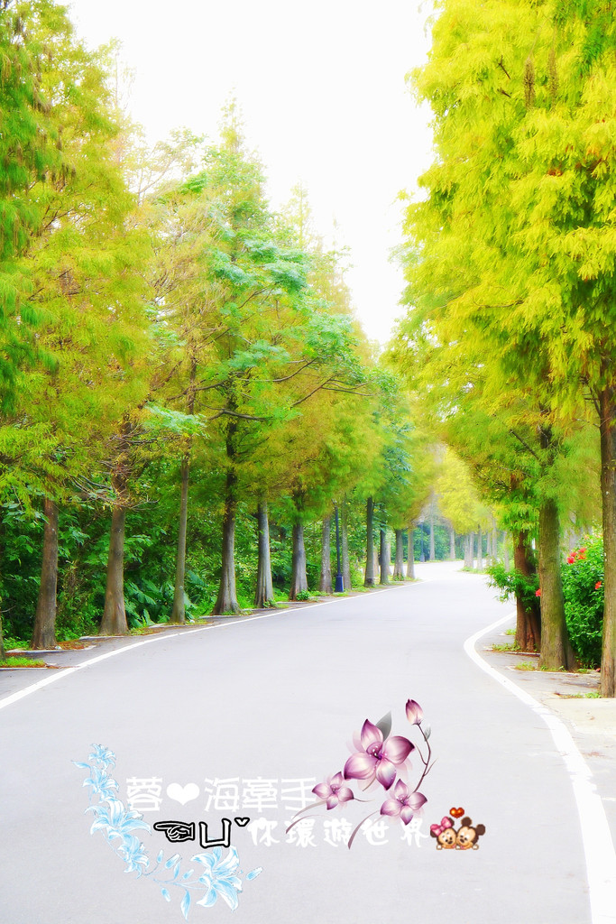 【桃園】不小心走進油畫的世界裡ღ落羽松園