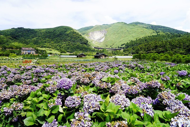 ▲台北繡球花必拍景點推薦：財福海芋田 /快樂雲 提供、WalkerLand窩客島整理
