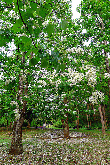 听说园区内的油桐树全是原生的树林, 刻意的保存下来