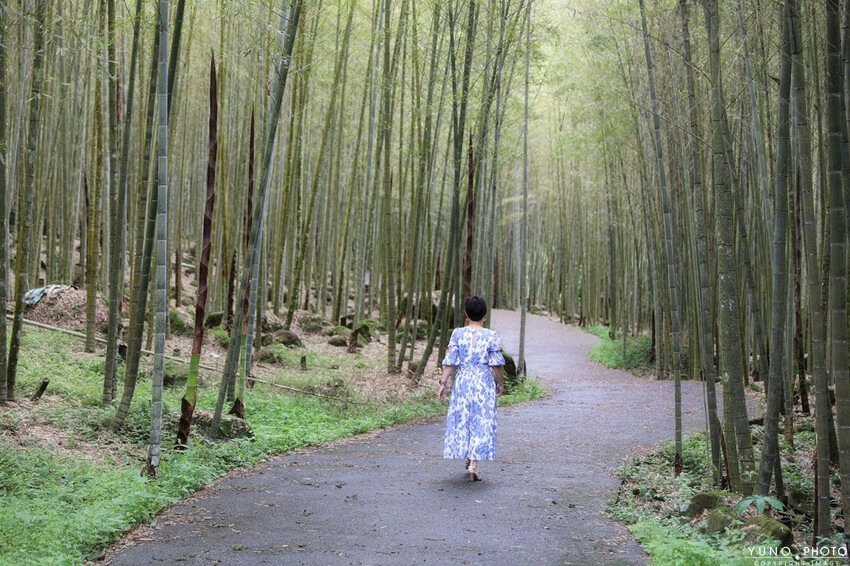 南投縣鹿谷鄉一泊二食原木住宿 享受天然森林浴 螢火蟲秘境無毒生態|金台灣山莊(南投、鹿谷、溪頭住宿推薦)