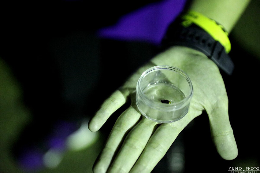 南投縣鹿谷鄉一泊二食原木住宿 享受天然森林浴 螢火蟲秘境無毒生態|金台灣山莊(南投、鹿谷、溪頭住宿推薦)