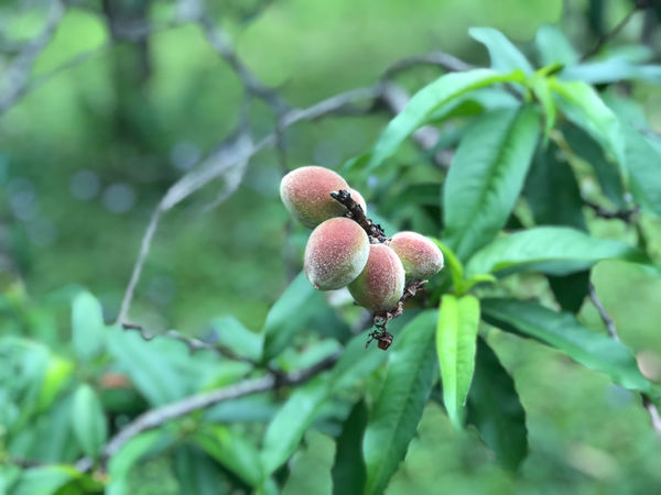 圓圓家出去玩—南投鹿谷《金台灣民宿山莊》ㄧ泊二食，與提著小燈籠的使者來場浪漫的約會！