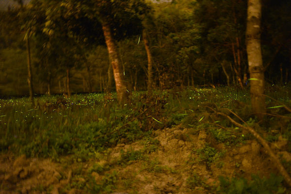 圓圓家出去玩—南投鹿谷《金台灣民宿山莊》ㄧ泊二食，與提著小燈籠的使者來場浪漫的約會！