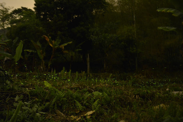 圓圓家出去玩—南投鹿谷《金台灣民宿山莊》ㄧ泊二食，與提著小燈籠的使者來場浪漫的約會！