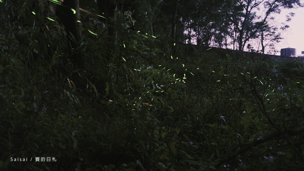 金台灣山莊 南投鹿谷民宿 螢火蟲 南投民宿 賽的日札 妖怪村 0036-min.png