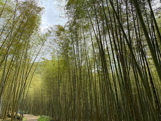 暑假親子旅遊月將近！還沒規劃好親子旅遊行嗎？南投親子旅遊懶人包在這！