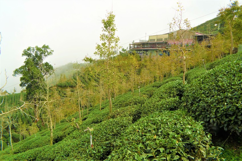 【南投親子旅遊】金台灣小木屋讓我們彷彿置身桃花源！帶著家人一起來場愜意的秋冬親子旅遊！