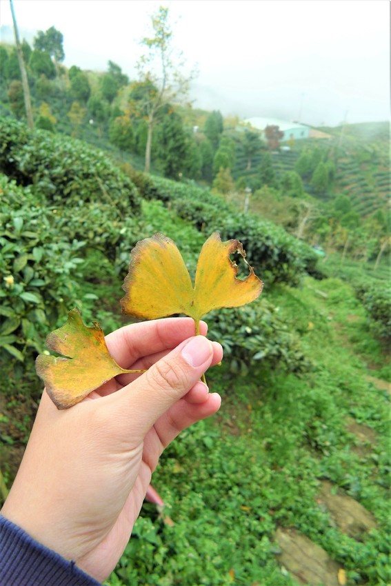 【南投親子旅遊】金台灣小木屋讓我們彷彿置身桃花源！帶著家人一起來場愜意的秋冬親子旅遊！