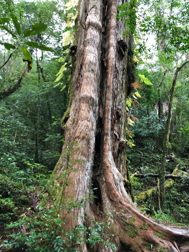 【山林秘境_司馬庫斯_上帝的部落_鎮西堡_神木的故鄉】|台灣_新竹縣_國內旅遊