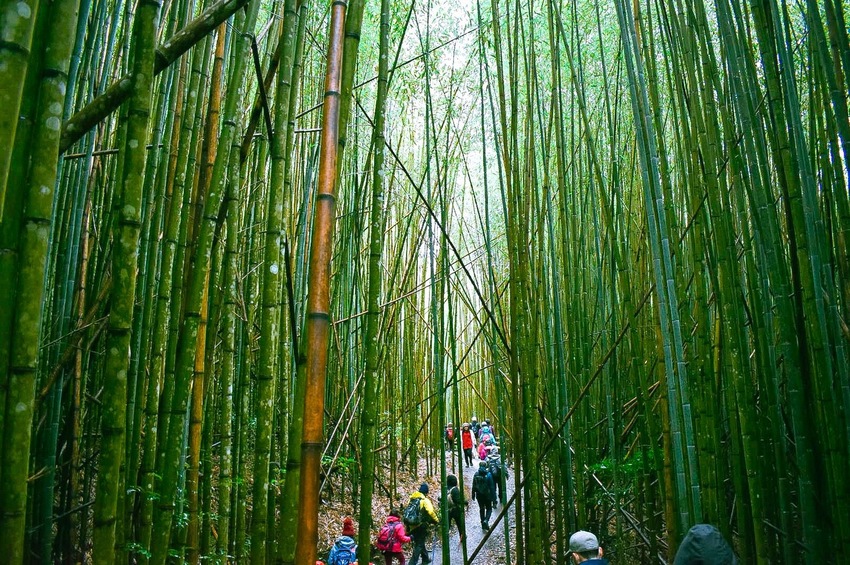 【山林秘境_司馬庫斯_上帝的部落_鎮西堡_神木的故鄉】|台灣_新竹縣_國內旅遊