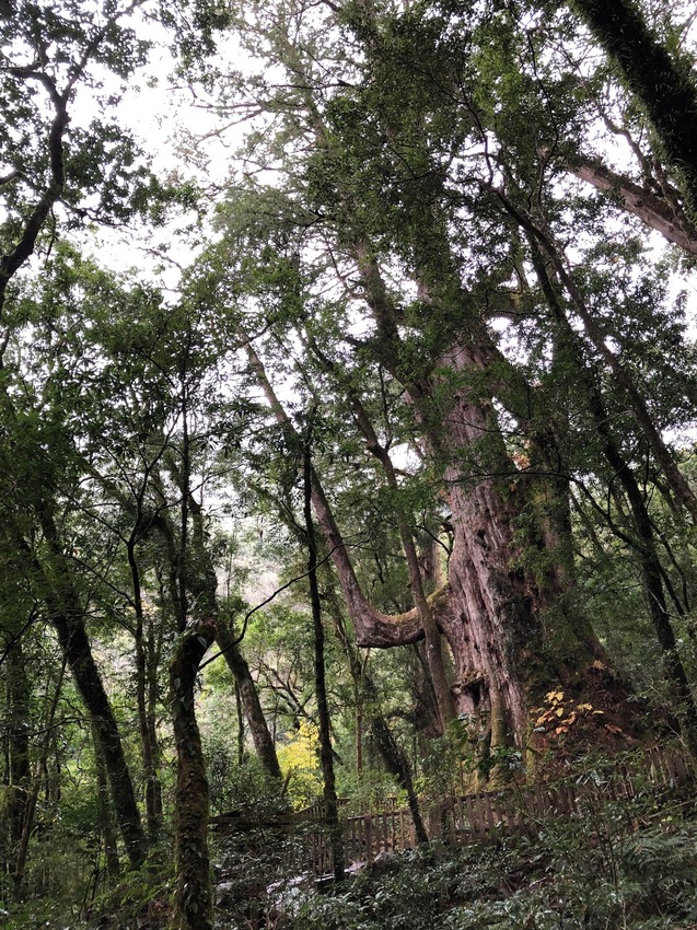 【山林秘境_司馬庫斯_上帝的部落_鎮西堡_神木的故鄉】|台灣_新竹縣_國內旅遊