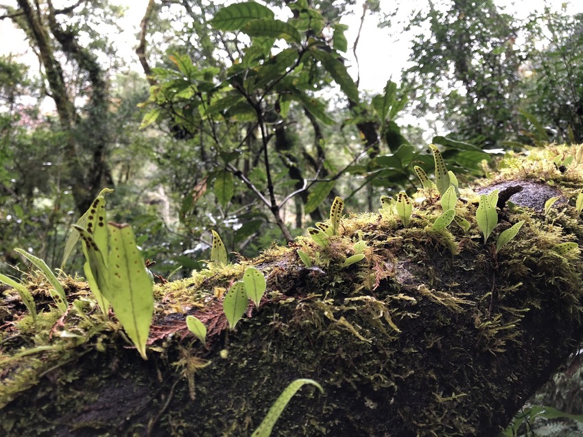 【山林秘境_司馬庫斯_上帝的部落_鎮西堡_神木的故鄉】|台灣_新竹縣_國內旅遊