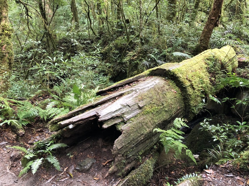 【山林秘境_司馬庫斯_上帝的部落_鎮西堡_神木的故鄉】|台灣_新竹縣_國內旅遊