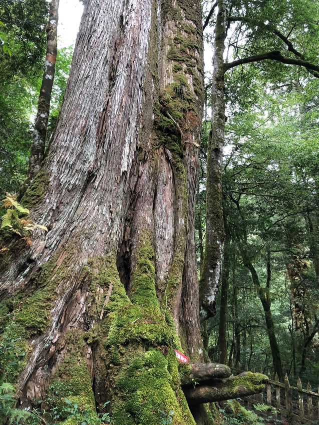【山林秘境_司馬庫斯_上帝的部落_鎮西堡_神木的故鄉】|台灣_新竹縣_國內旅遊