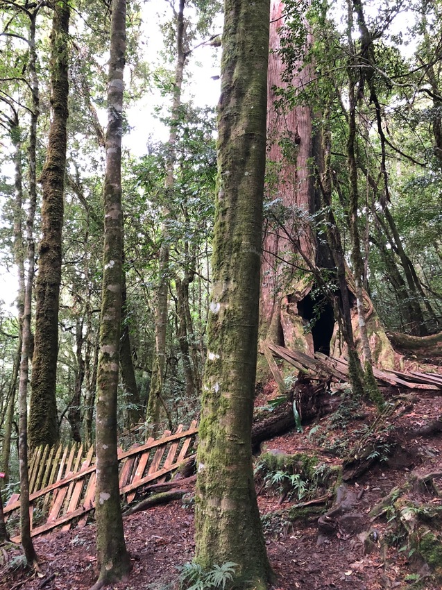 【山林秘境_司馬庫斯_上帝的部落_鎮西堡_神木的故鄉】|台灣_新竹縣_國內旅遊