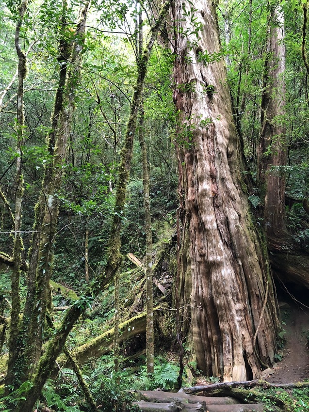 【山林秘境_司馬庫斯_上帝的部落_鎮西堡_神木的故鄉】|台灣_新竹縣_國內旅遊