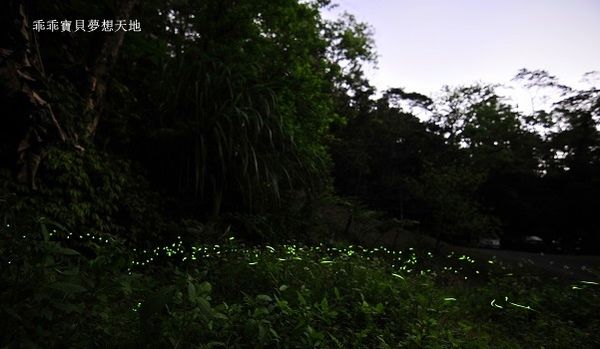 石門路賞螢-10.JPG