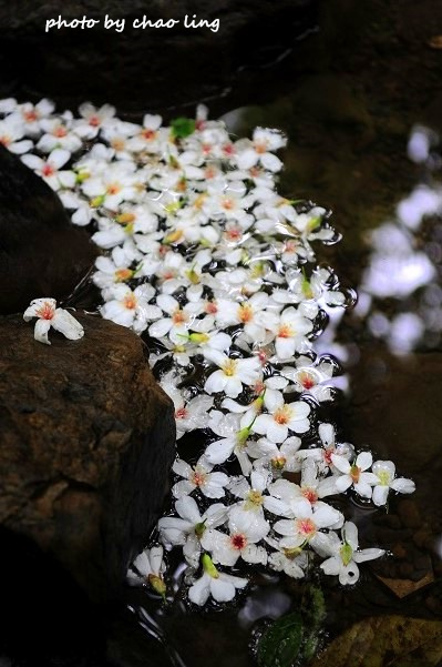 土城石門路-26.JPG - 2016夏之豔陽 土城石門路-26.JPG - 2016夏之豔陽