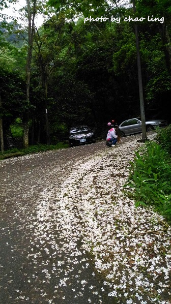 土城石門路-10.jpg - 2016夏之豔陽 土城石門路-10.jpg - 2016夏之豔陽