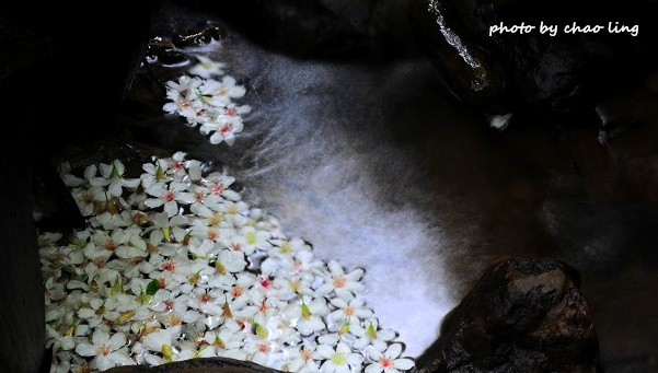土城石門路-28.JPG - 2016夏之豔陽 土城石門路-28.JPG - 2016夏之豔陽