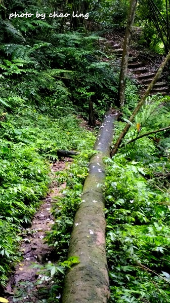 土城石門路-6.jpg - 2016夏之豔陽 土城石門路-6.jpg - 2016夏之豔陽
