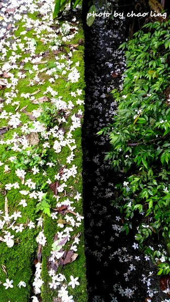 土城石門路-7.jpg - 2016夏之豔陽 土城石門路-7.jpg - 2016夏之豔陽