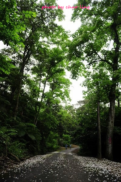 土城石門路-24.JPG - 2016夏之豔陽 土城石門路-24.JPG - 2016夏之豔陽