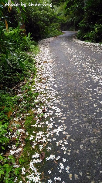 土城石門路-9.jpg - 2016夏之豔陽 土城石門路-9.jpg - 2016夏之豔陽