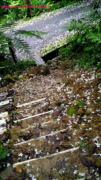 土城石門路-5.jpg - 2016夏之豔陽 土城石門路-5.jpg - 2016夏之豔陽