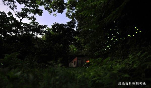 石門路賞螢-9.JPG