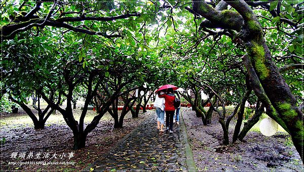 內山茶園,柚花,DIY,擂茶DIY
