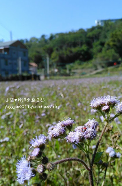 (桃園龍潭景點) 三坑老街 ❤ 百年第一街牛汶水/客家菜包/高粱香腸/港式腸粉小吃超美味！