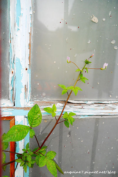 P1140300拷貝 P1140300拷貝