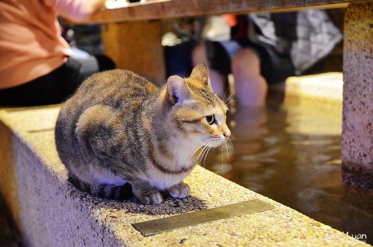 礁溪樂山溫泉拉麵二店12.jpg