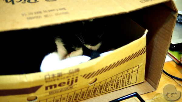 這裡有貓 caf'e：【食記】台中。《這裡有貓 caf'e》超可愛貓拉花！