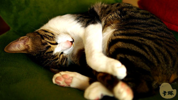 這裡有貓 caf'e：【食記】台中。《這裡有貓 caf'e》超可愛貓拉花！