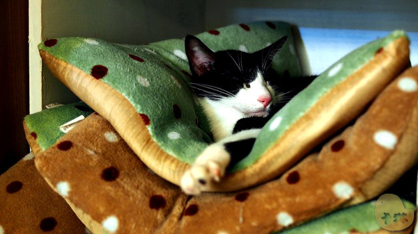 這裡有貓 caf'e：【食記】台中。《這裡有貓 caf'e》超可愛貓拉花！