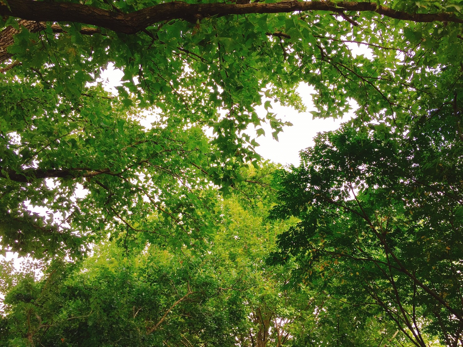 【桃園】兩蔣慈湖文化園區 碧草如茵涼風吹徐 適合當作中繼站休息片刻