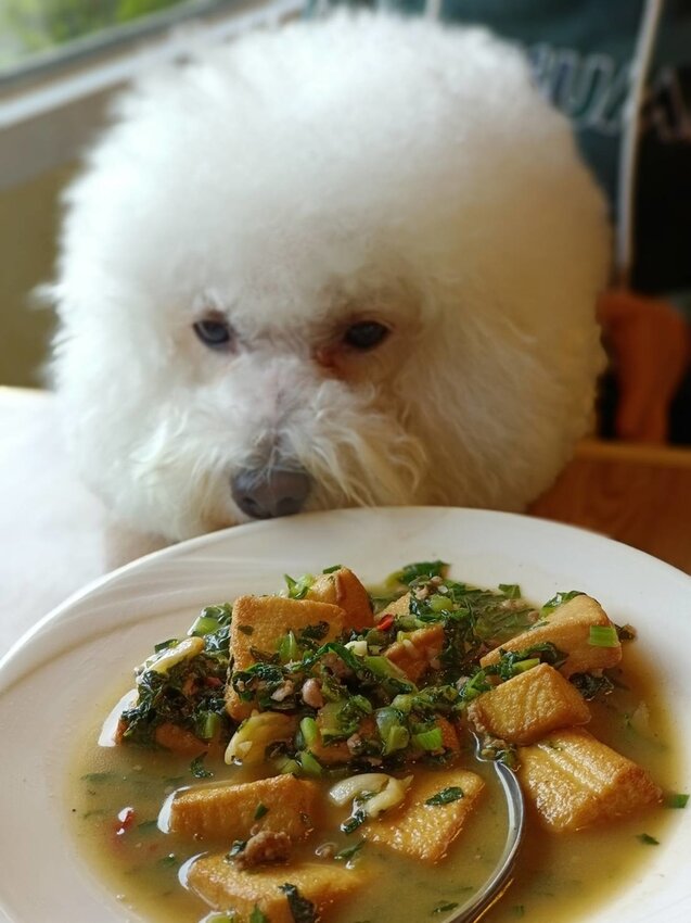 【新北.烏來】于烤魚家常創意料理。于冠華現場隨意駐唱。寵物友善+烤魚+魚子醬法式麵包+于家豆腐