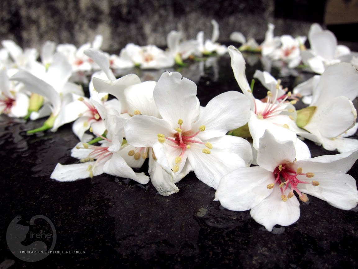 桃園景點 | 遊三坑老街賞 桐花 ．原來雨天也是賞桐天 / 石門大圳自行車路線賞桐 / 可搭乘台灣好行