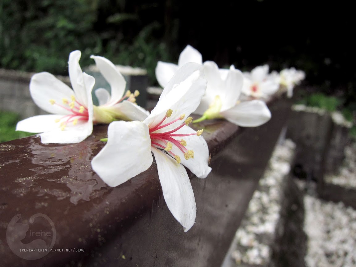 桃園景點 | 遊三坑老街賞 桐花 ．原來雨天也是賞桐天 / 石門大圳自行車路線賞桐 / 可搭乘台灣好行