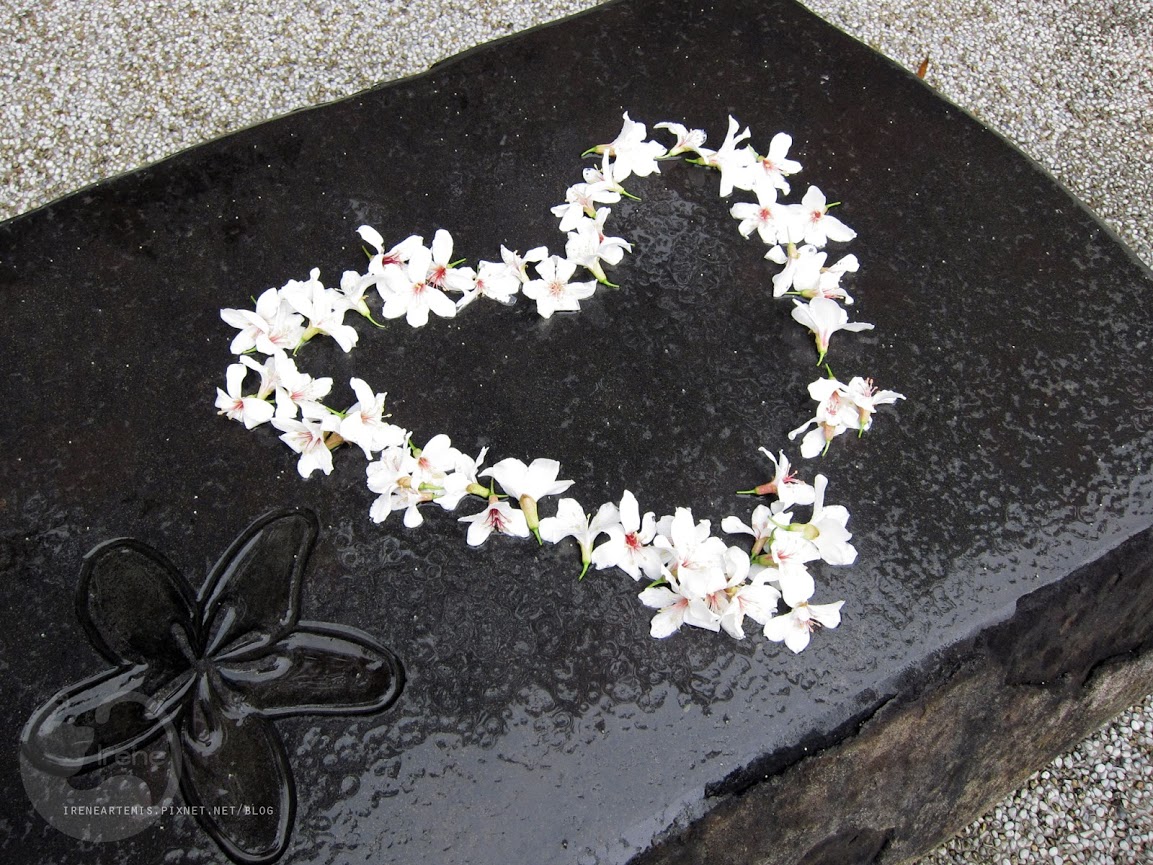 桃園景點 | 遊三坑老街賞 桐花 ．原來雨天也是賞桐天 / 石門大圳自行車路線賞桐 / 可搭乘台灣好行