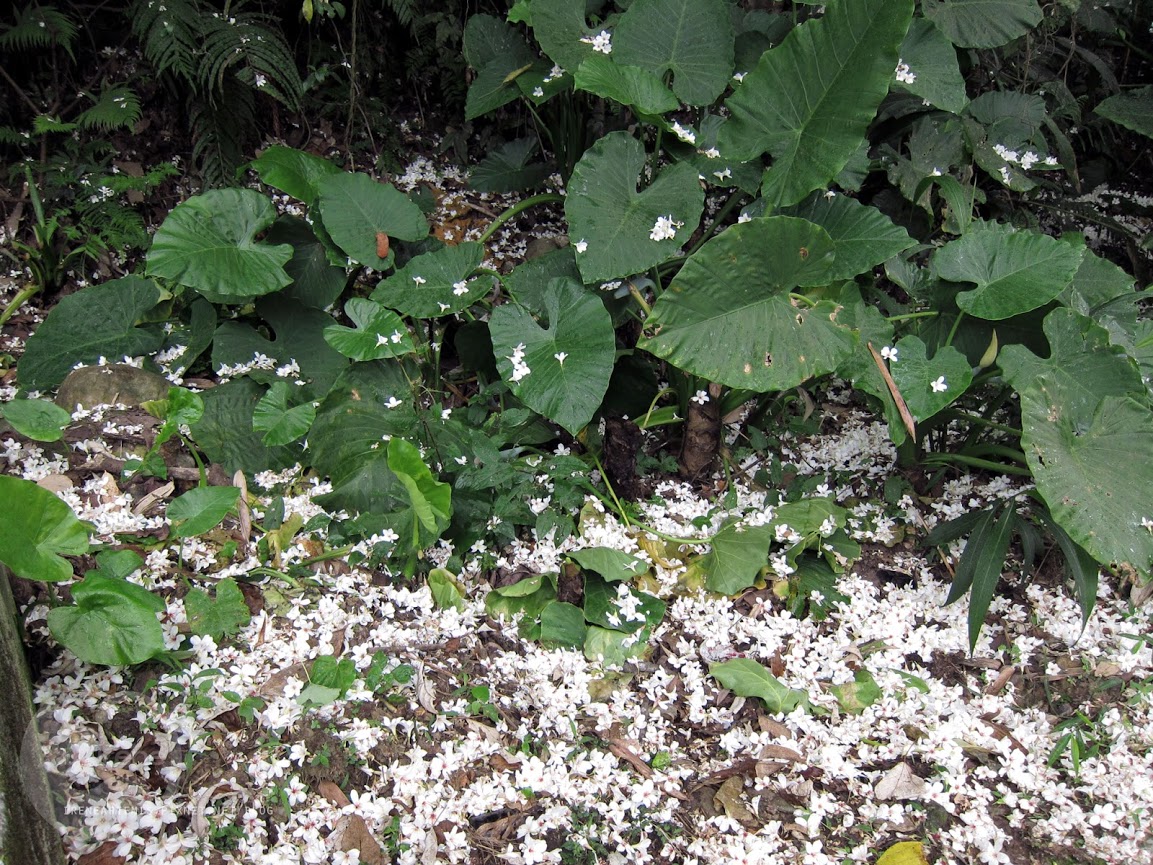 桃園景點 | 遊三坑老街賞 桐花 ．原來雨天也是賞桐天 / 石門大圳自行車路線賞桐 / 可搭乘台灣好行
