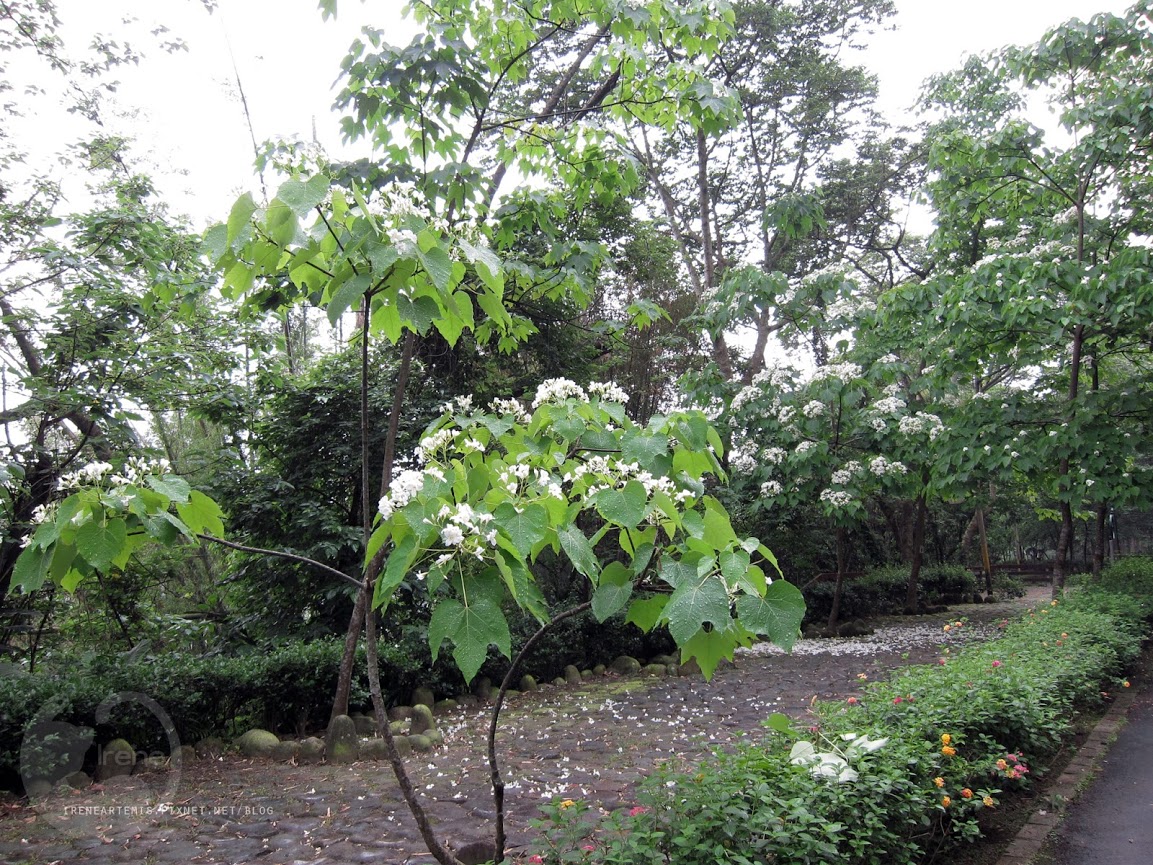 桃園景點 | 遊三坑老街賞 桐花 ．原來雨天也是賞桐天 / 石門大圳自行車路線賞桐 / 可搭乘台灣好行