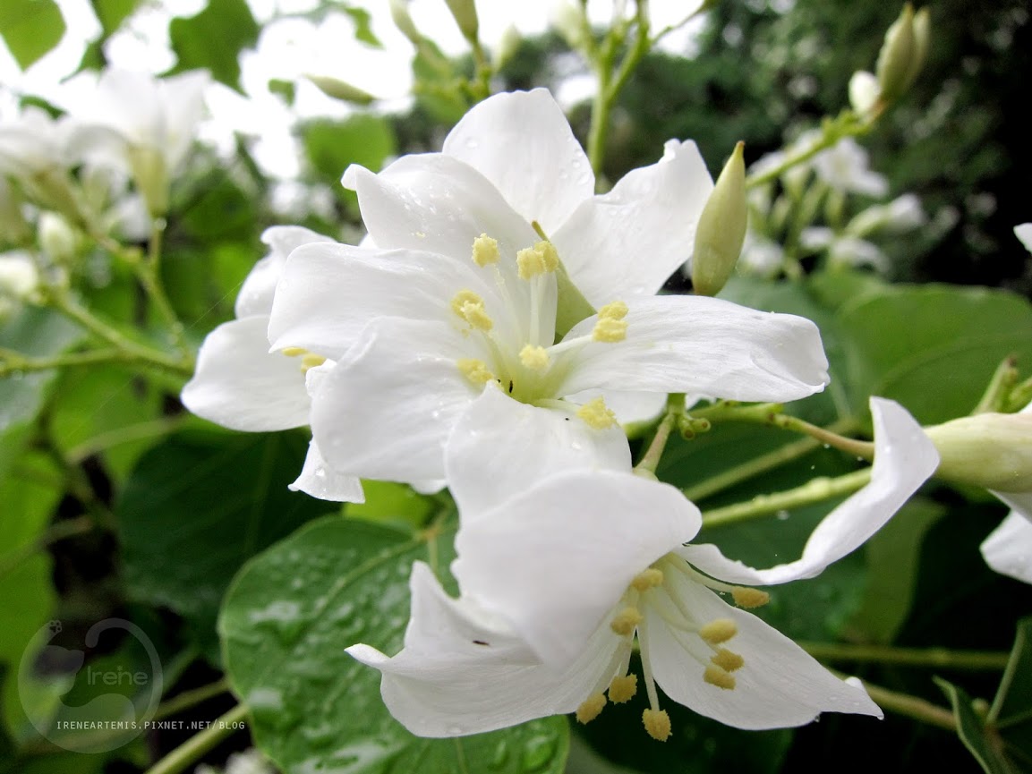 桃園景點 | 遊三坑老街賞 桐花 ．原來雨天也是賞桐天 / 石門大圳自行車路線賞桐 / 可搭乘台灣好行