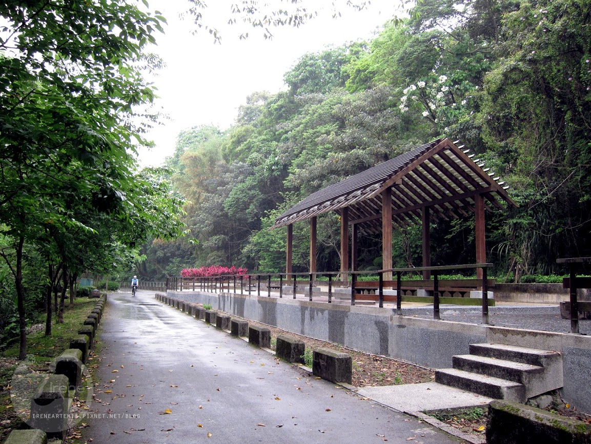 桃園景點 | 遊三坑老街賞 桐花 ．原來雨天也是賞桐天 / 石門大圳自行車路線賞桐 / 可搭乘台灣好行