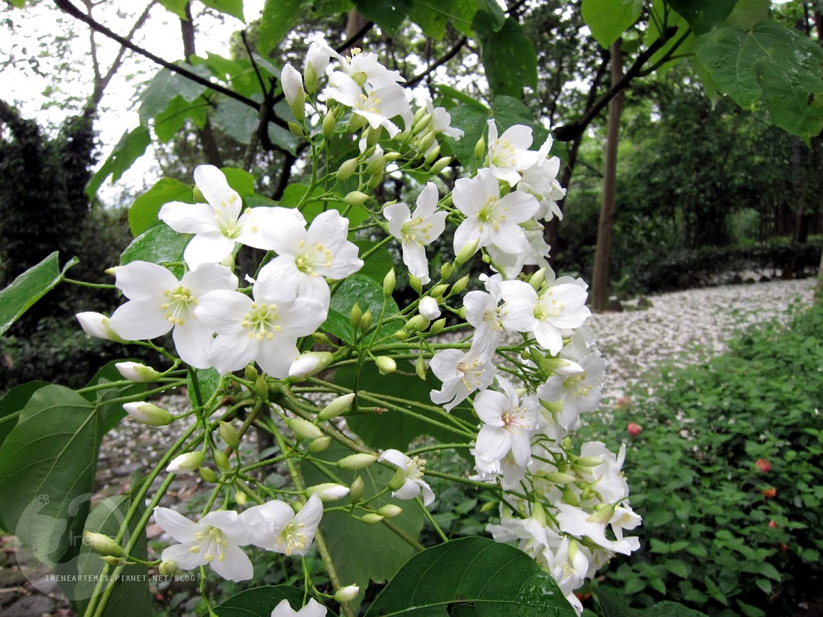 桃園景點 | 遊三坑老街賞 桐花 ．原來雨天也是賞桐天 / 石門大圳自行車路線賞桐 / 可搭乘台灣好行