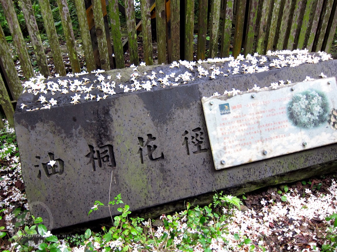桃園景點 | 遊三坑老街賞 桐花 ．原來雨天也是賞桐天 / 石門大圳自行車路線賞桐 / 可搭乘台灣好行
